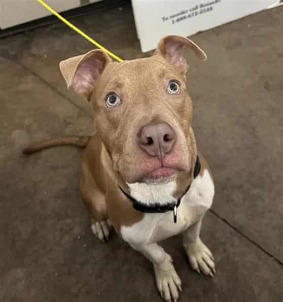 Photo of Charlie, adoptable Mixed Breed