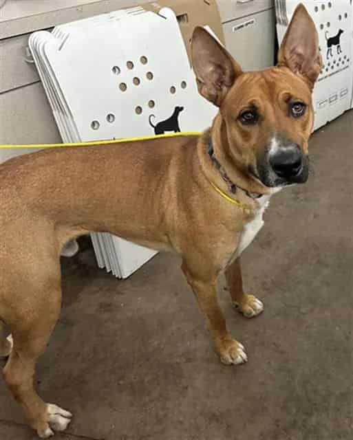 Photo of Copper, adoptable Mixed Breed