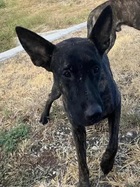 Photo of Gloria, adoptable Mixed Breed