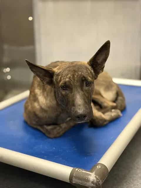 Photo of George, adoptable Mixed Breed