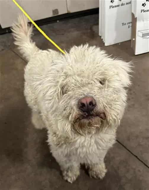 Photo of Richard, adoptable Mixed Breed