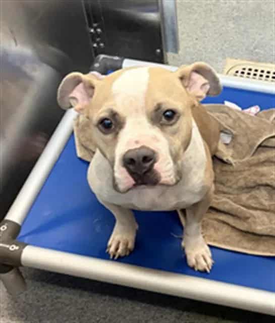 Photo of Gam Gam, adoptable Mixed Breed