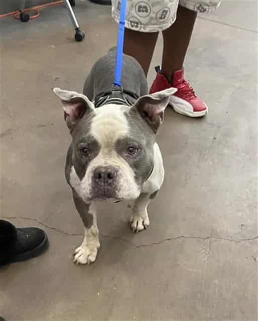 Photo of Rambo, adoptable Mixed Breed
