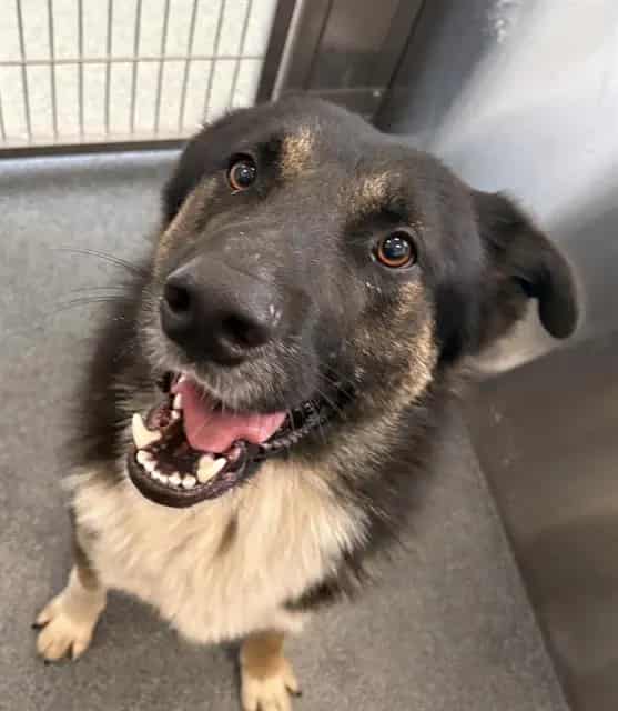 Photo of Finneas, adoptable German Shepherd Dog mix