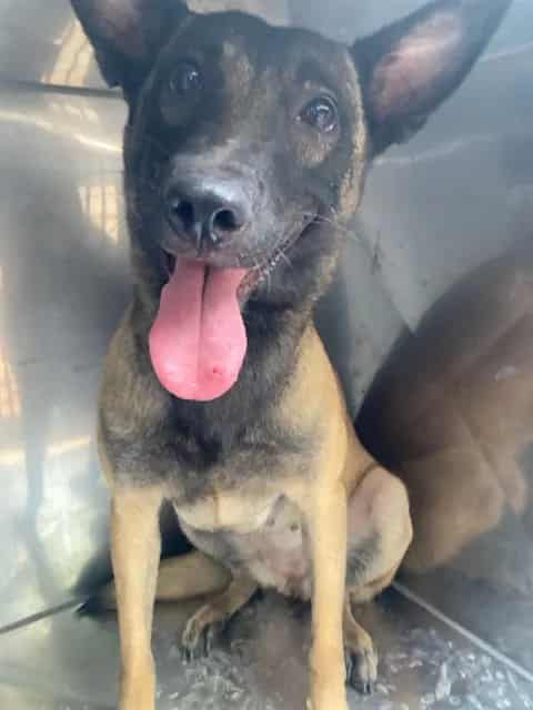 Photo of Minnie, adoptable Belgian Malinois