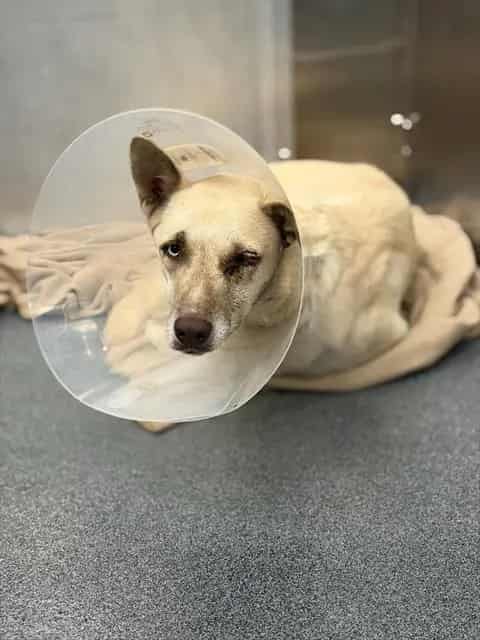 Photo of Cinderella, adoptable Mixed Breed