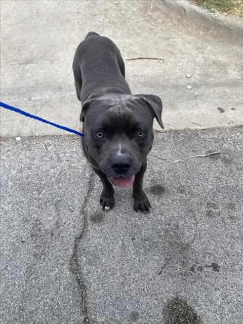 Photo of Mr Gray, adoptable Mixed Breed