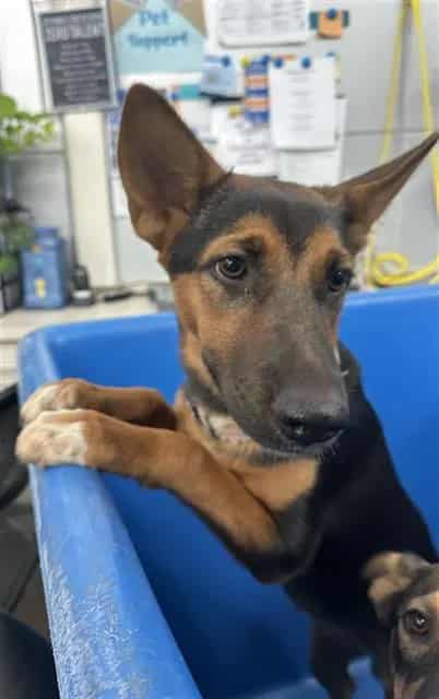 Photo of Rusty, adoptable Mixed Breed