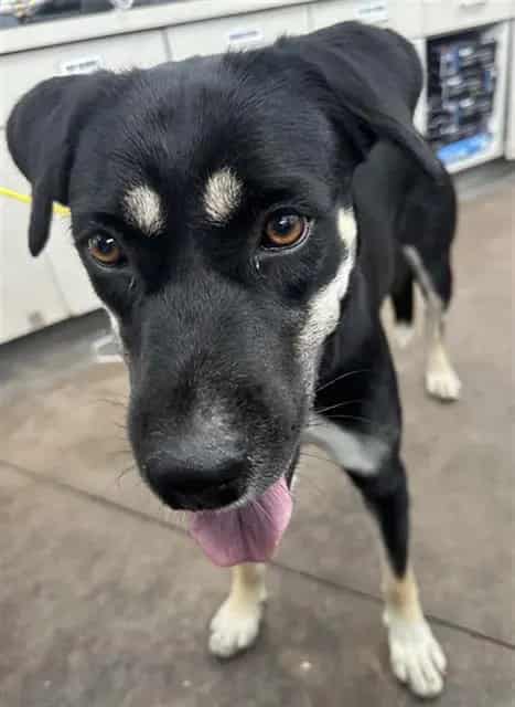 Photo of Nana, adoptable Mixed Breed