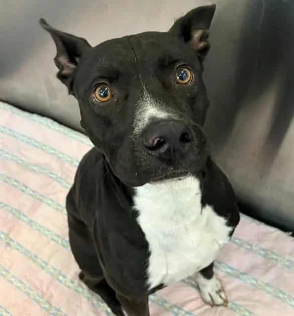 Photo of Billy, adoptable Mixed Breed