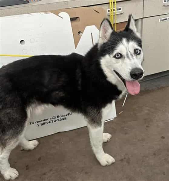 Photo of Timber, adoptable Mixed Breed