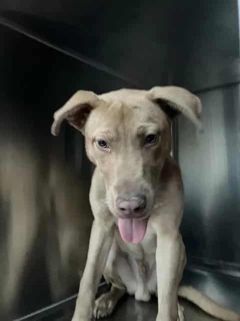 Photo of Ginger, adoptable Mixed Breed