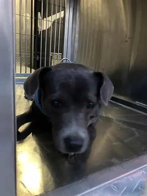 Photo of Devin, adoptable Mixed Breed