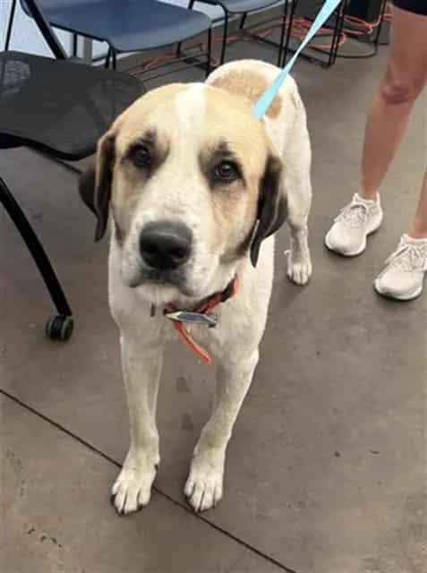 Photo of Bobby, adoptable Mixed Breed