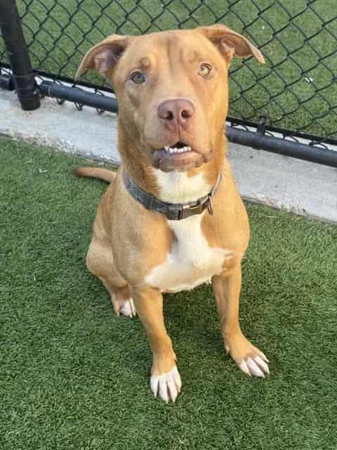 Photo of Rudy, adoptable Mixed Breed