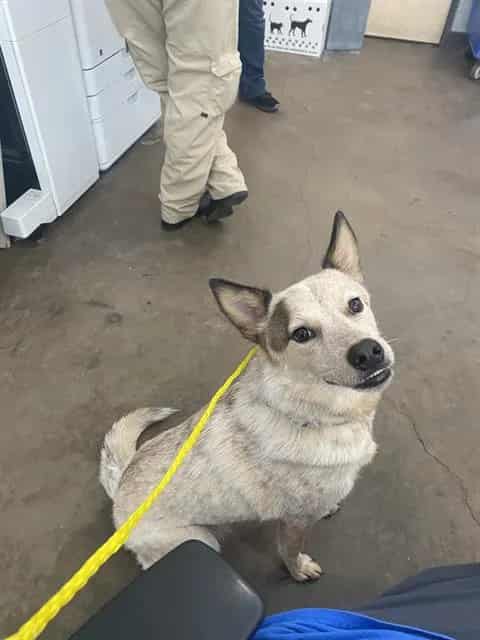 Photo of Boba, adoptable Mixed Breed