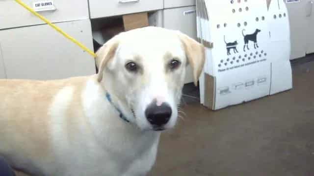 Photo of Max, adoptable Mixed Breed