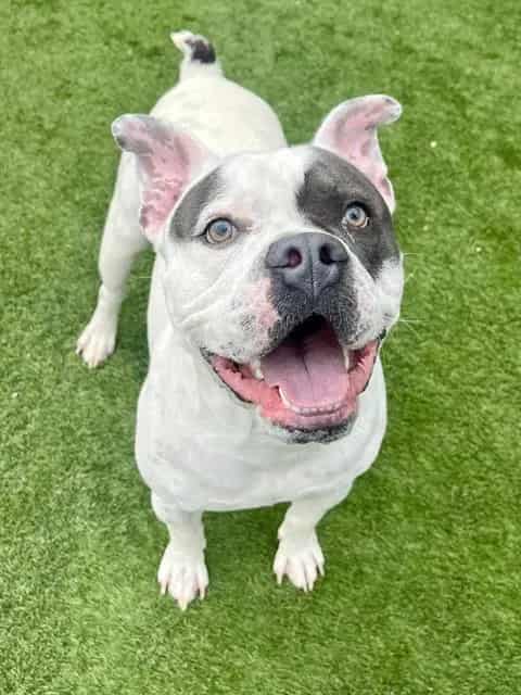 Photo of Maximiliano, adoptable Mixed Breed