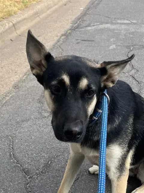 Photo of Oreo, adoptable Mixed Breed