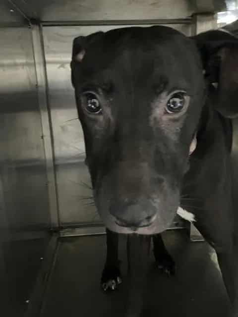 Photo of Rolly, adoptable Mixed Breed