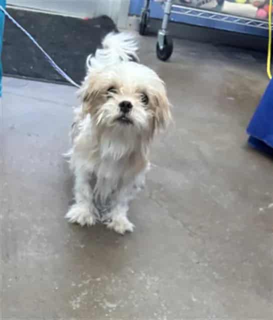 Photo of Leroy, adoptable Mixed Breed