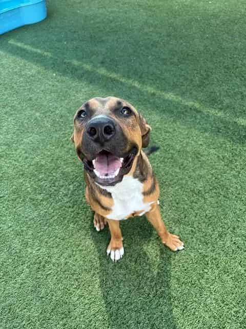 Photo of Titan, adoptable Mixed Breed