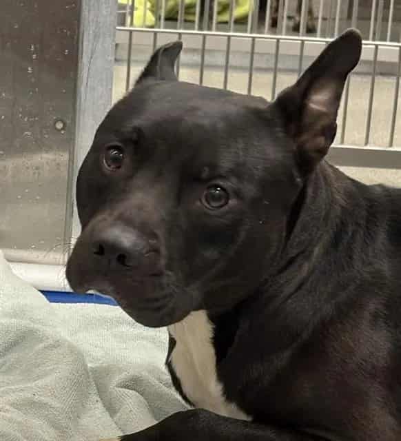 Photo of Blanket, adoptable Mixed Breed