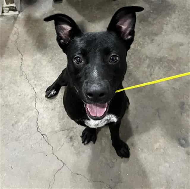 Photo of Sable, adoptable Mixed Breed