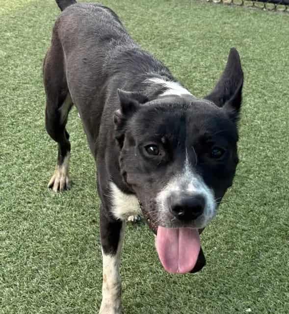 Photo of Cooper, adoptable Mixed Breed