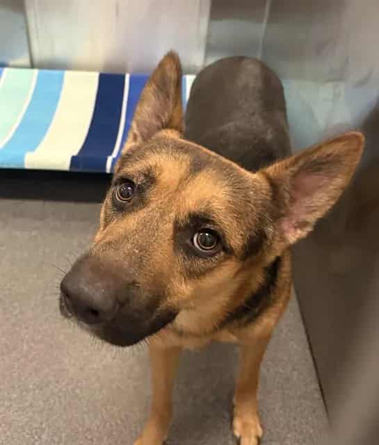 Photo of Akuma, adoptable Mixed Breed