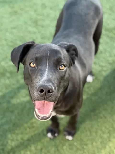 Photo of Artie, adoptable Mixed Breed