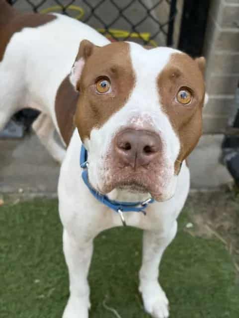 Photo of Lisa, adoptable Mixed Breed
