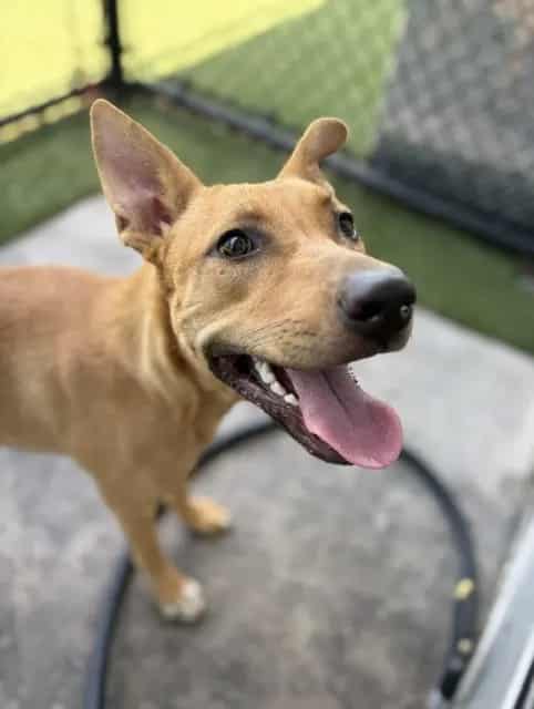 Photo of Princess, adoptable Mixed Breed