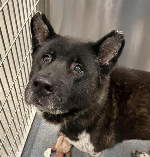 Photo of Twister, adoptable Akita mix