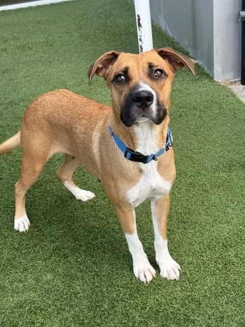 Photo of Cleo, adoptable Mixed Breed