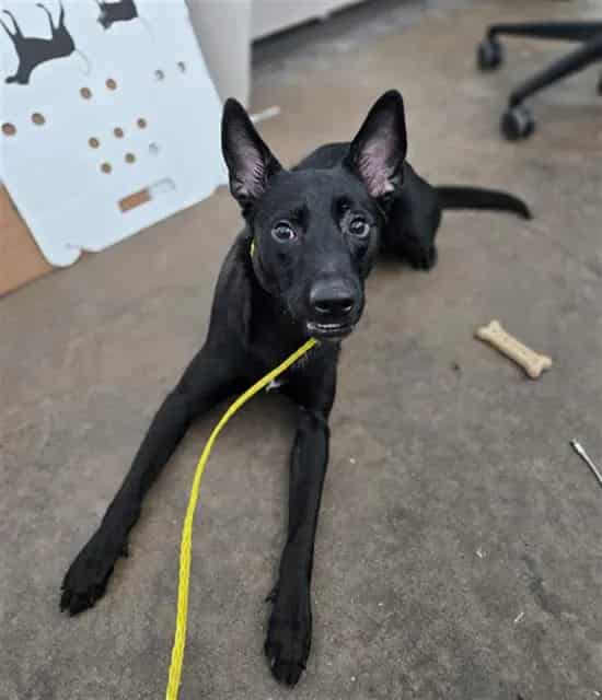 Photo of Chucky, adoptable Mixed Breed