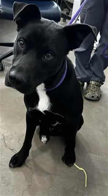 Photo of Roman, adoptable Mixed Breed