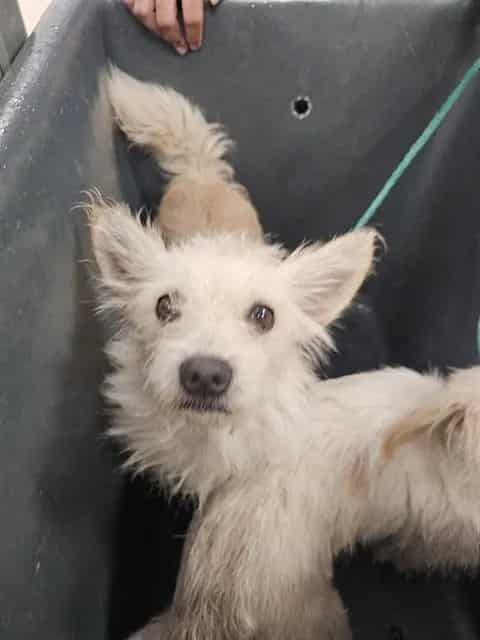 Photo of Clint, adoptable Mixed Breed
