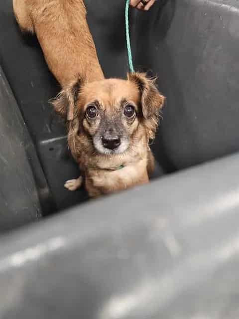 Photo of Bonnie, adoptable Chihuahua - Long Haired