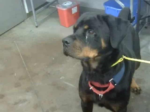 Photo of Tiffany, adoptable Mixed Breed