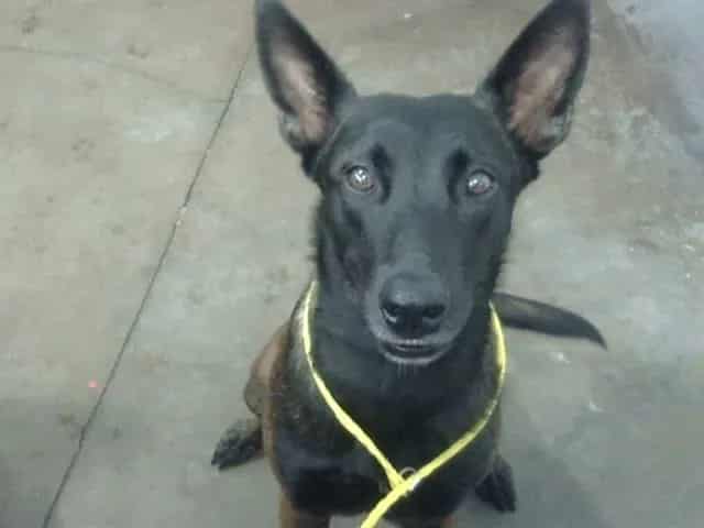 Photo of Pumpkin, adoptable Mixed Breed