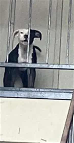 Photo of Lucille, adoptable Pit Bull Terrier