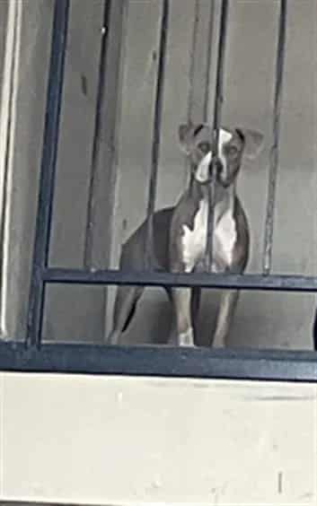 Photo of Jannet, adoptable Pit Bull Terrier