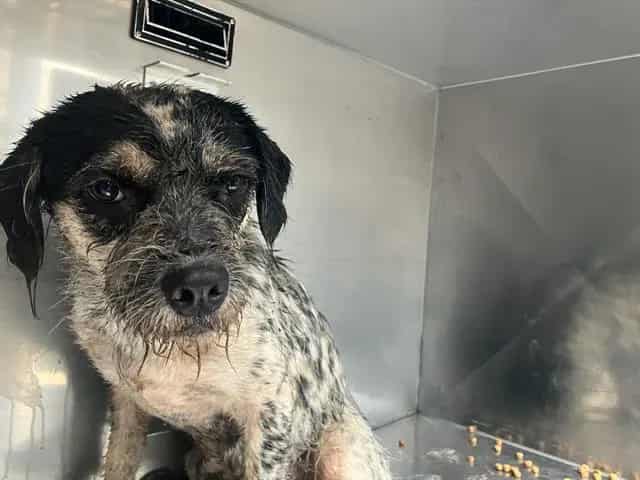 Photo of Stella, adoptable Mixed Breed