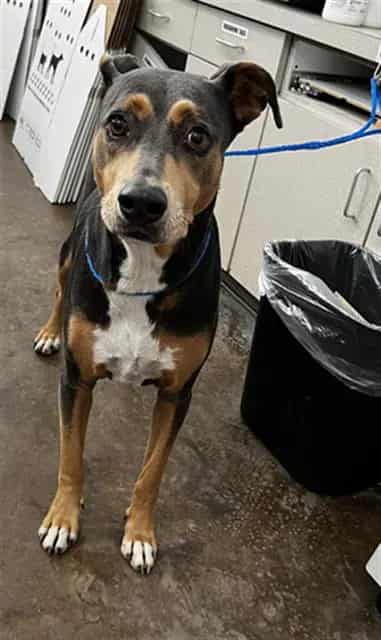 Photo of Lydia, adoptable Mixed Breed