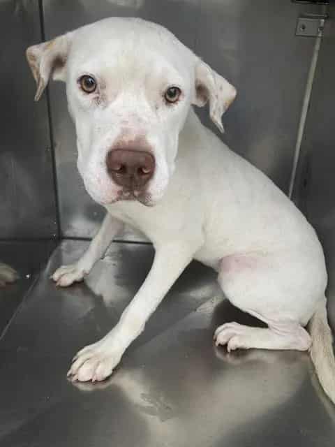 Photo of Lady, adoptable Mixed Breed