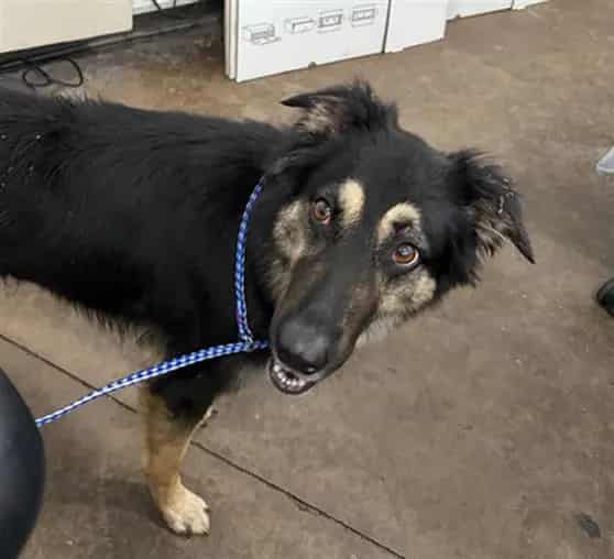 Photo of Sage, adoptable Mixed Breed