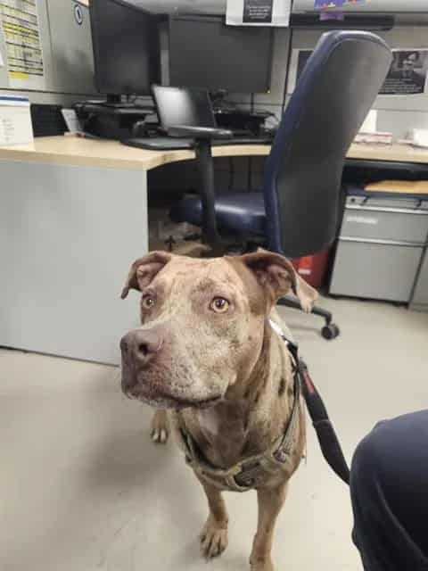 Photo of Bella, adoptable Pit Bull Terrier mix