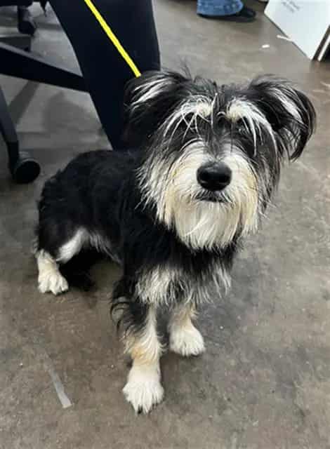 Photo of Potato, adoptable Mixed Breed