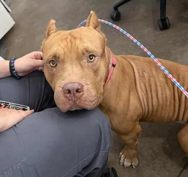 Photo of Megan, adoptable Mixed Breed